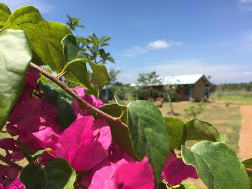 Rho Sigiriya Lake Edge Retreat Kibissa 外观 照片